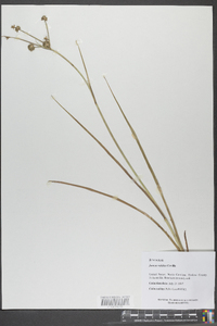 Juncus validus image