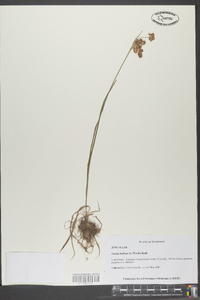 Luzula bulbosa image