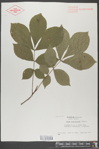 Carya carolinae-septentrionalis image