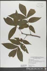 Carya carolinae-septentrionalis image