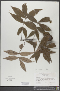 Carya pallida image