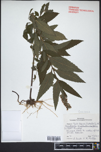 Agastache scrophulariifolia image