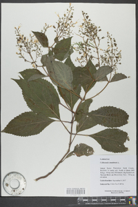 Collinsonia canadensis image