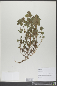 Lamium purpureum image