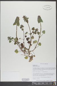 Lamium purpureum image