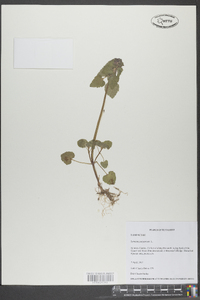 Lamium purpureum image