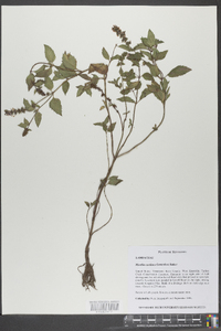 Mentha x gracilis image