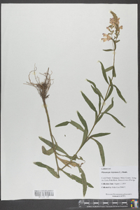 Physostegia virginiana image