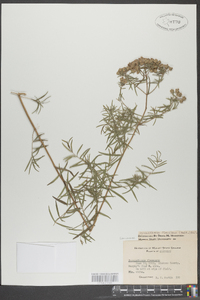 Pycnanthemum flexuosum image