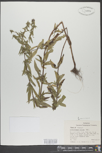 Pycnanthemum pilosum image