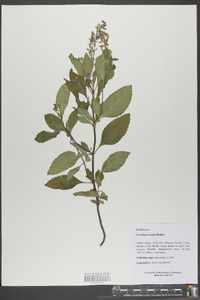 Scutellaria incana image