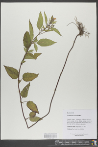 Scutellaria incana image