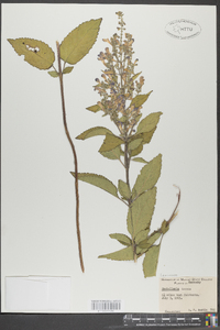 Scutellaria incana image