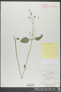 Scutellaria ovata image