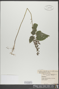 Scutellaria ovata image