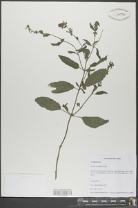 Stachys tenuifolia image