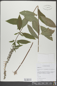 Teucrium canadense var. occidentale image