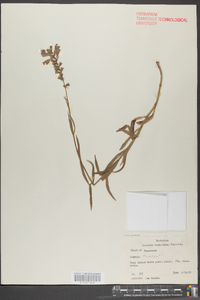 Physostegia virginiana image