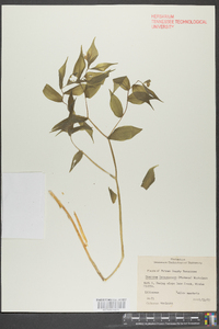 Disporum lanuginosum image