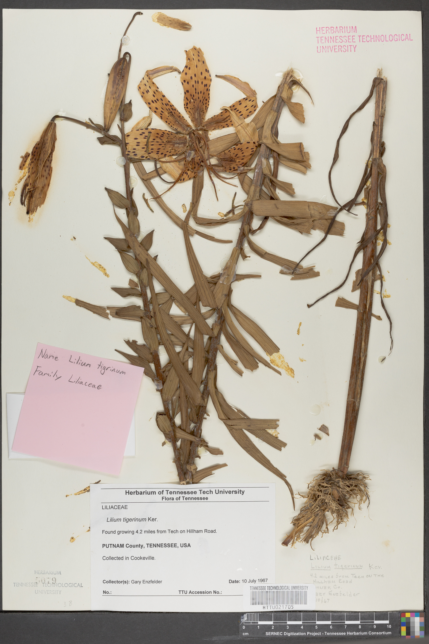 Lilium tigrinum image
