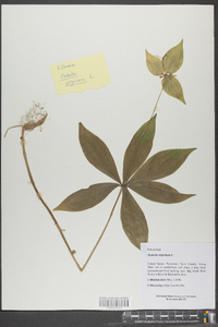 Medeola virginiana image