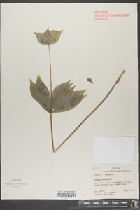 Medeola virginiana image