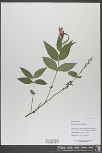 Spigelia marilandica image