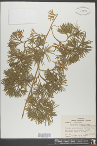 Lycopodium flabelliforme var. ambiguum image