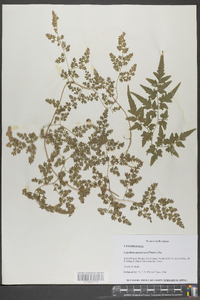 Lygodium japonicum image