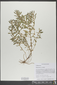 Rotala ramosior image