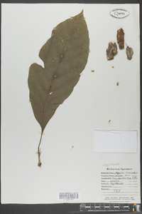 Magnolia acuminata image