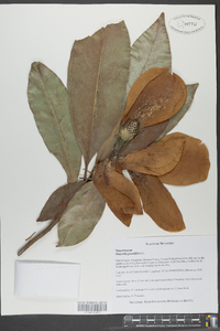 Magnolia grandiflora image