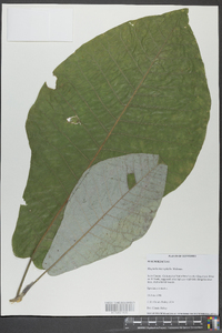 Magnolia macrophylla image