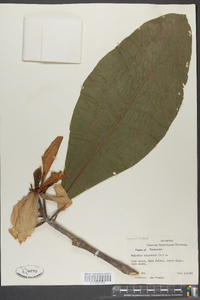 Magnolia tripetala image