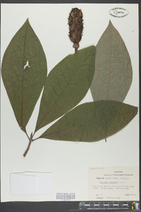 Magnolia tripetala image