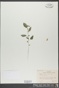 Sida rhombifolia image