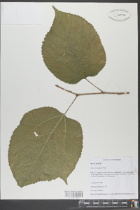 Tilia heterophylla image