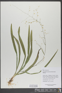 Stenanthium gramineum image