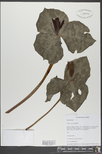 Trillium cuneatum image