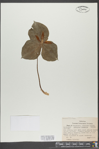 Trillium cuneatum image