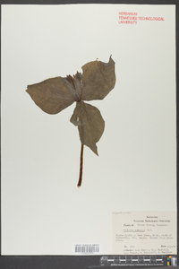Trillium cuneatum image