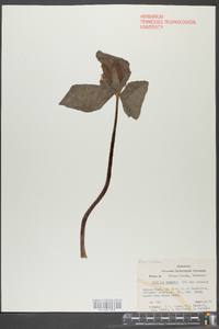 Trillium cuneatum image