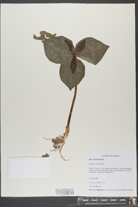 Trillium cuneatum image