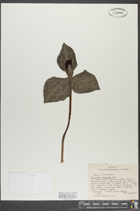 Trillium cuneatum image