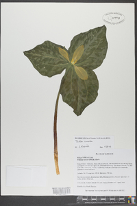 Trillium cuneatum image