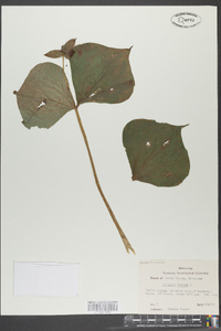 Trillium erectum image