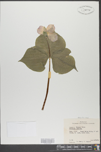 Trillium erectum image