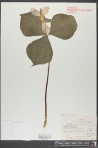 Trillium erectum image