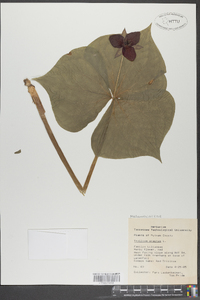 Trillium erectum image