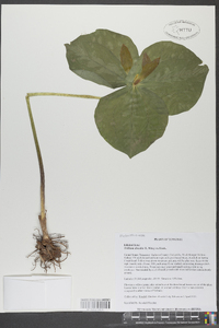 Trillium discolor image